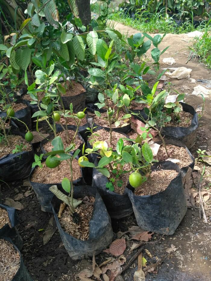 Bibit Tanaman Buah Jeruk Lemon Berbuah