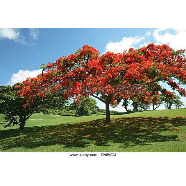 Benih / BIbit / Seed Pohon Flamboyan Orange Very Beautiful