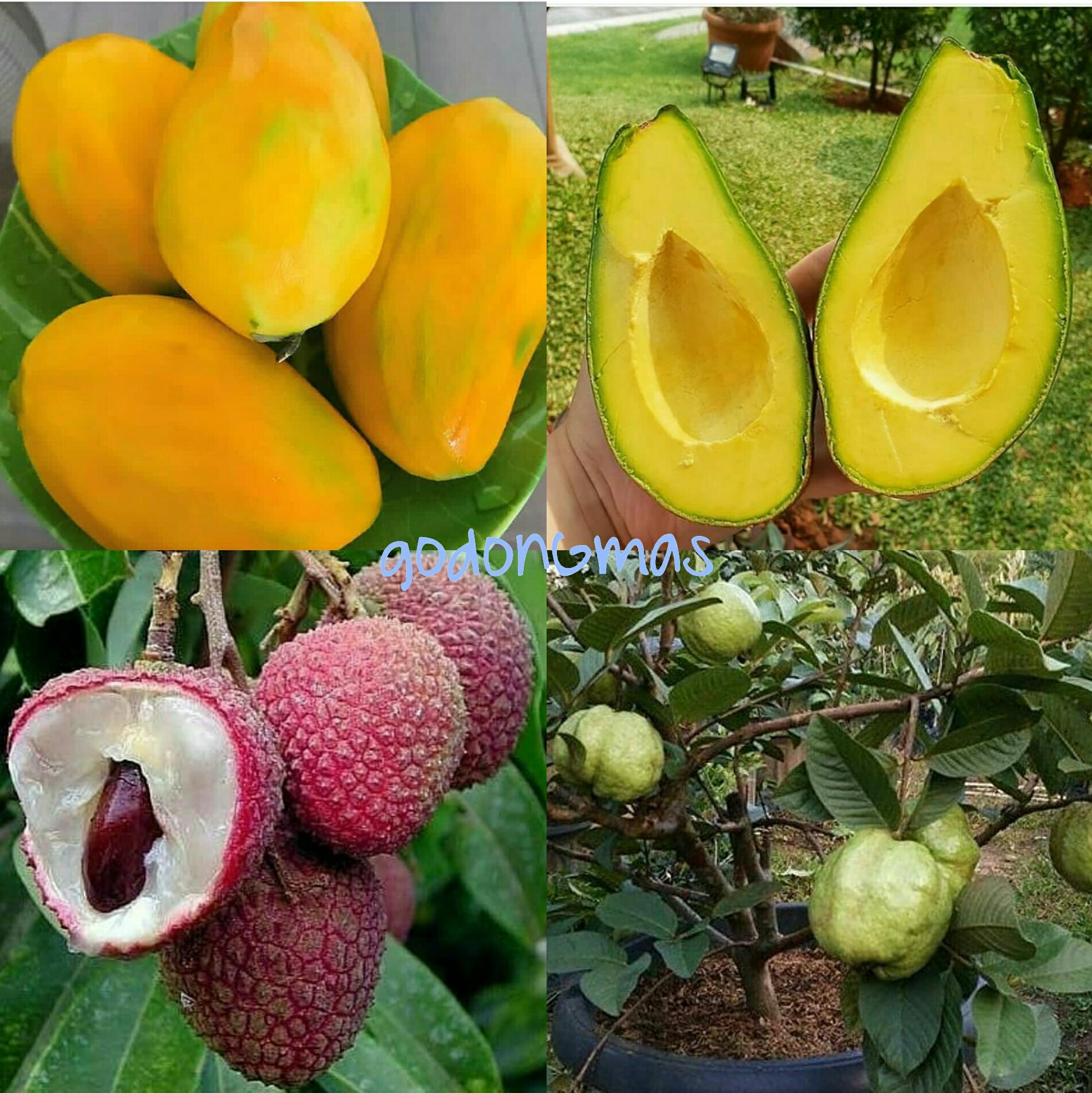 Kelebihan Bibit Tanaman Buah Alpukat Non Biji Terkini Daftar Harga Dan Tempat Penjualan Kelebihan Bibit Tanaman Buah Alpukat Non Biji Terkini Daftar Harga Dan Tempat Penjualan