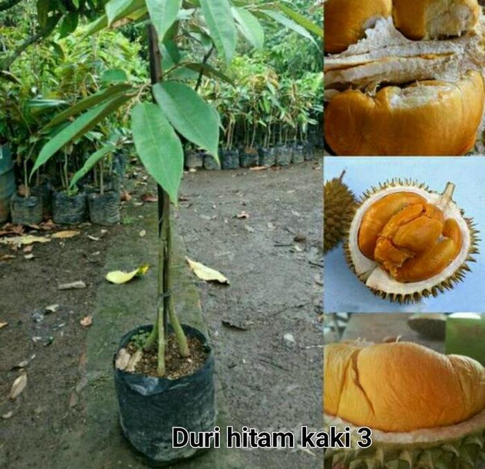 Bibit Durian Duri Hitam Kaki 3