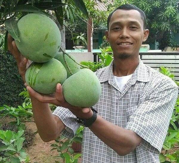 BIBIT MANGGA KELAPA JUMBO