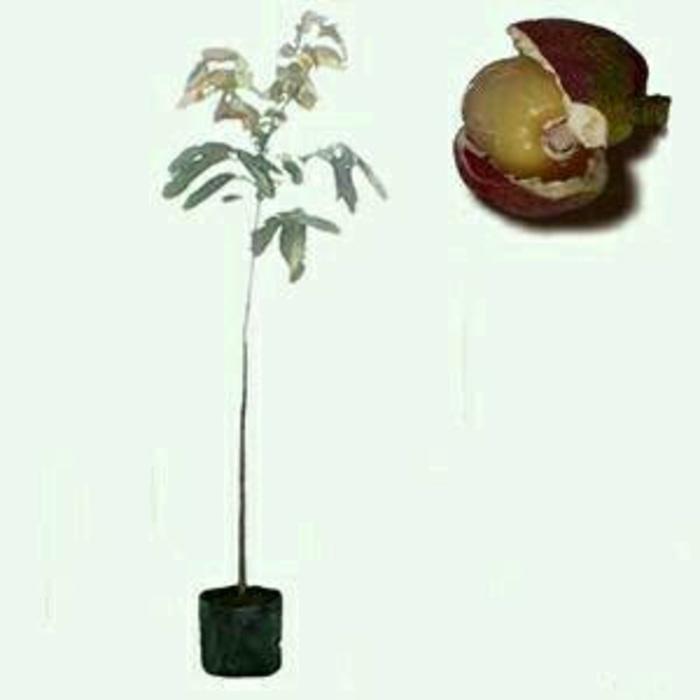 Bibit Matoa