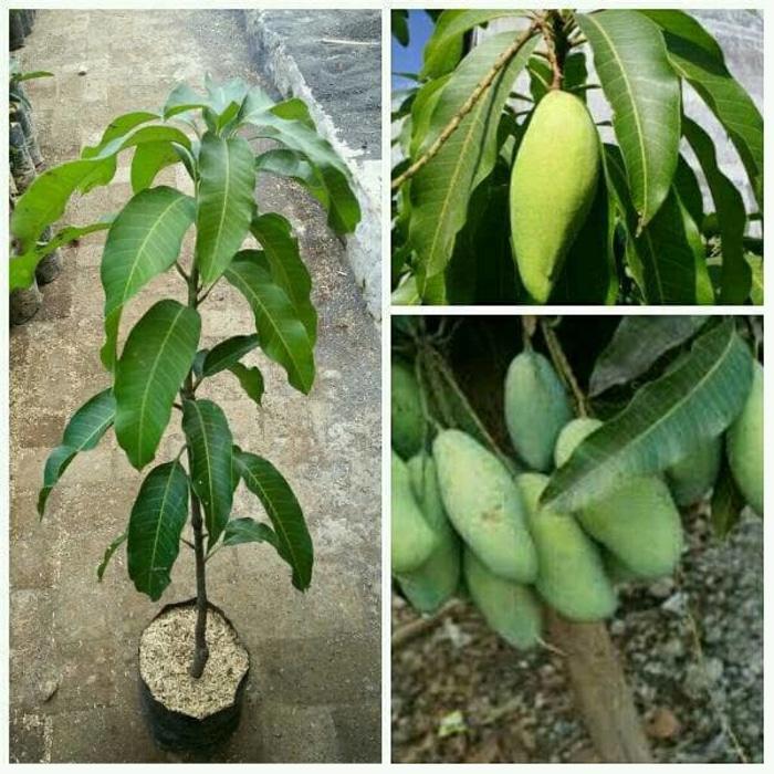 Bibit Mangga Okyong Asal Thailand