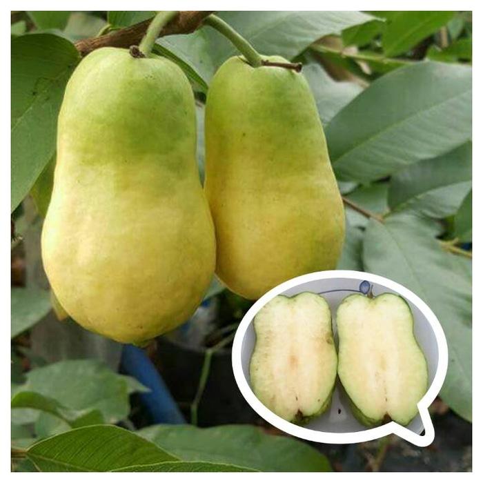 Bibit Jambu Sukun Farang Thailand