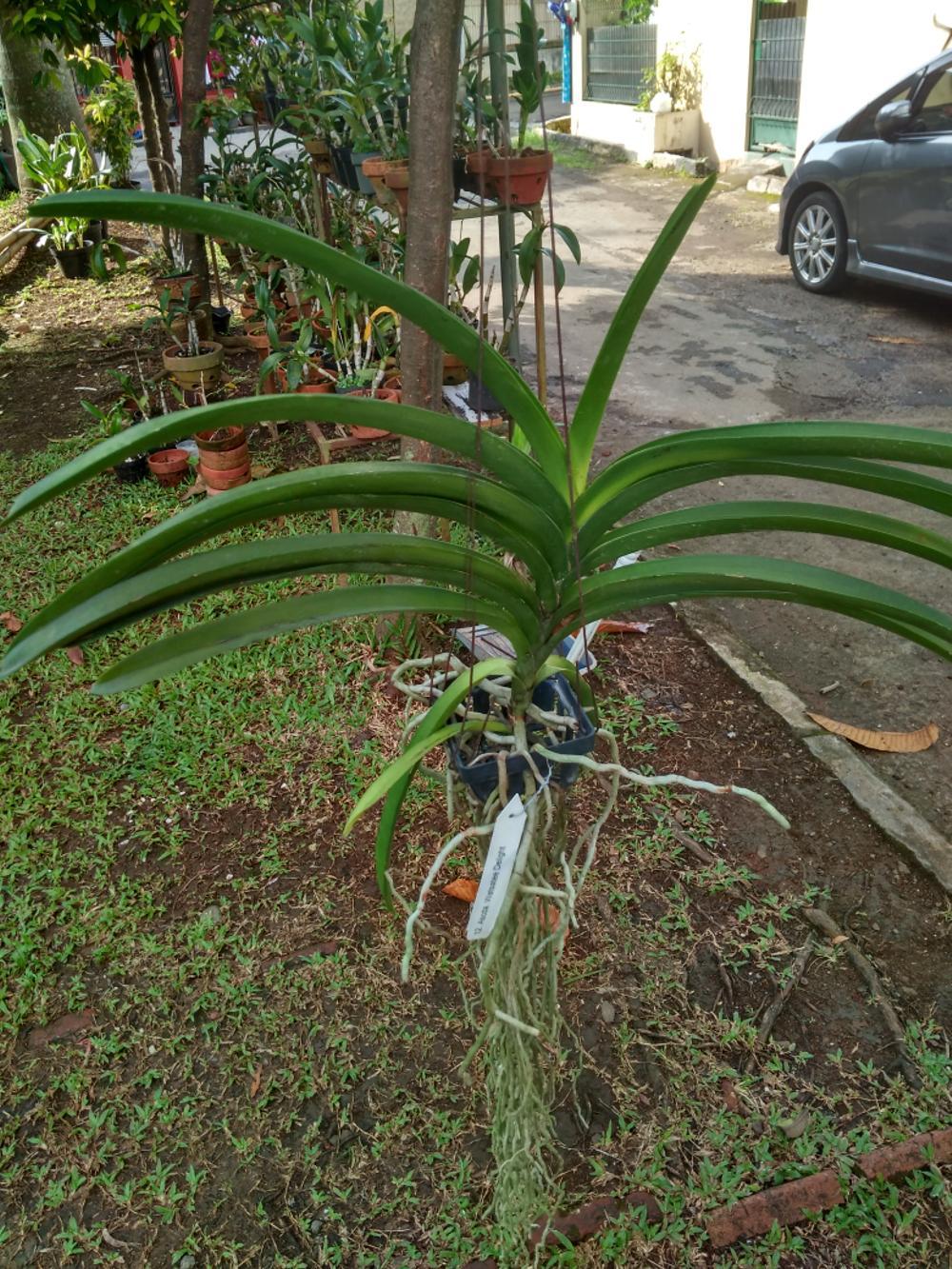 promo Bibit Anggrek Vanda siap bunga tanpa media