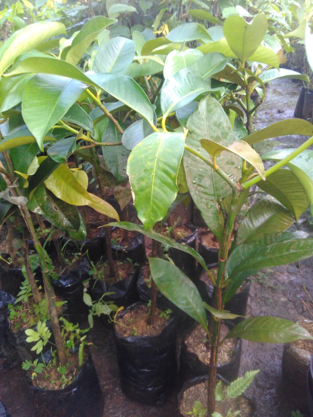 Bibit Manggis Sambung