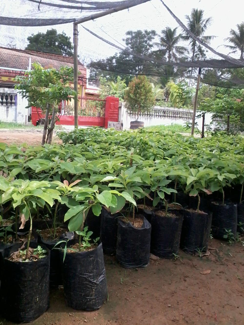bibit alpukat mentega