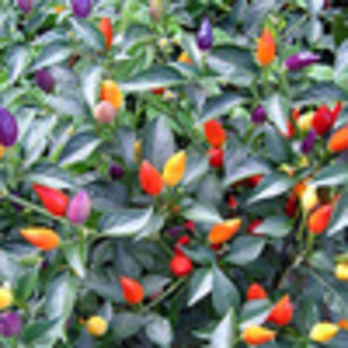 Bibit Cabe Warna Warni Unik Unik Murah Minimalis
