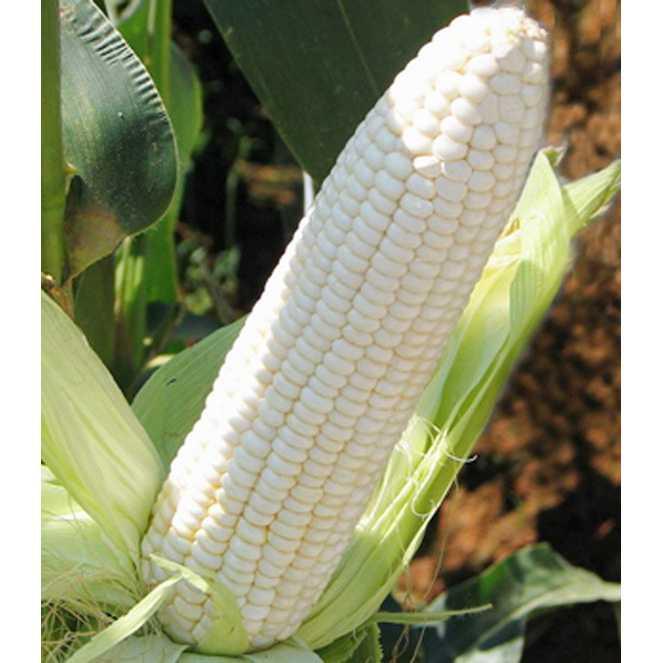 Bibit /Benih /Seed White Corn Jagung Putih Baik Untuk Kesehatan Unik Murah Minimalis