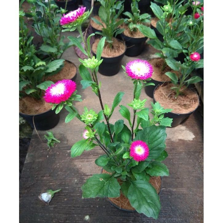 Bibit Tanaman Aster Pink Tumpuk