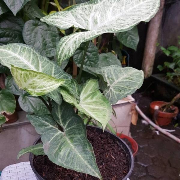 New bibit tanaman hias syngonium podophyllumkeladi hijau