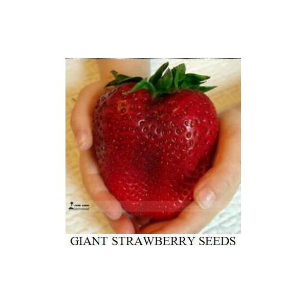 Benih Bibit Biji Buah Strawberry Raksasa (Giant Strawberry Seeds)