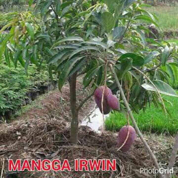 Bibit tanaman buah mangga irwin - 2
