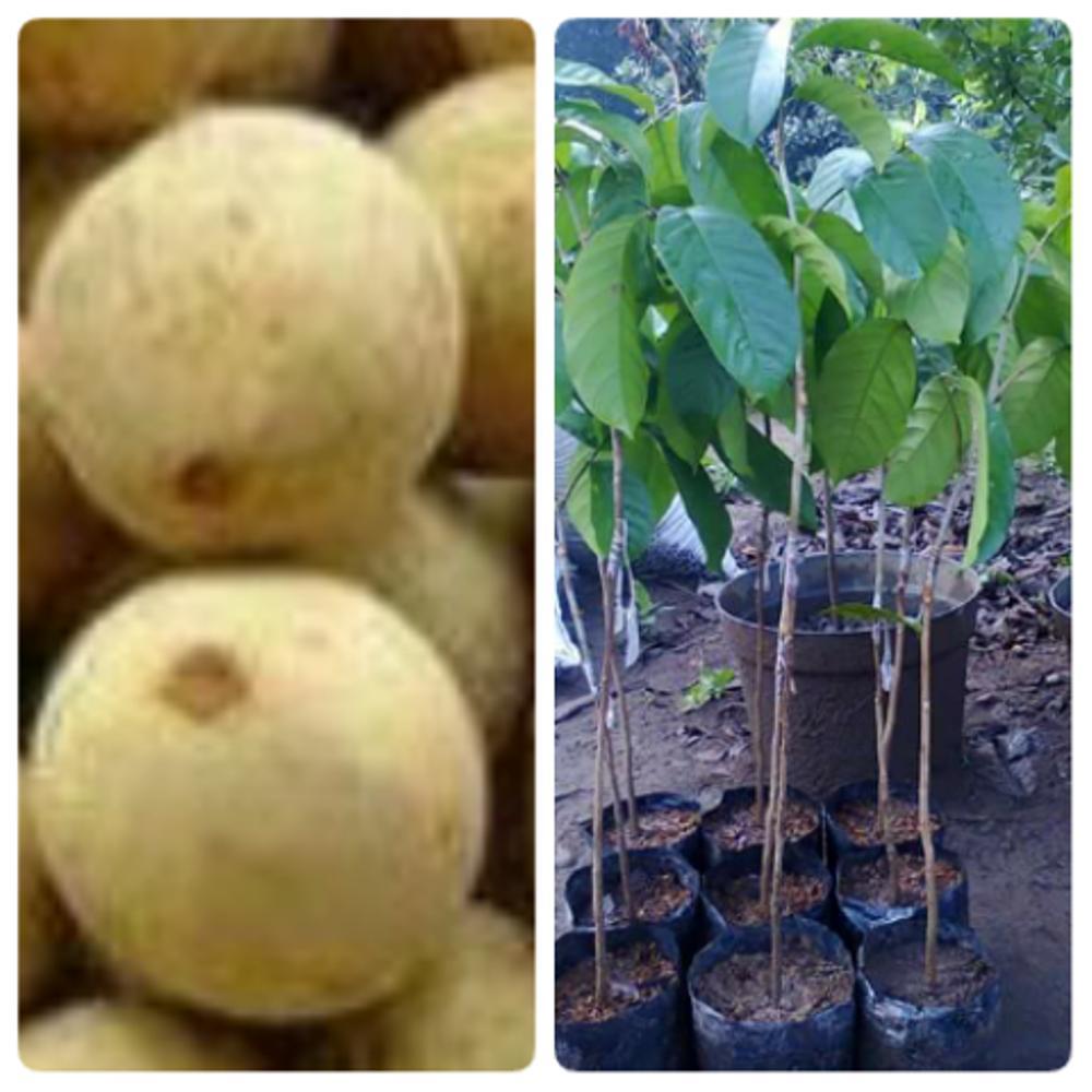 Bibit Buah Duku Palembang(4 Gratis 1 Bibit Jeruk Manis)