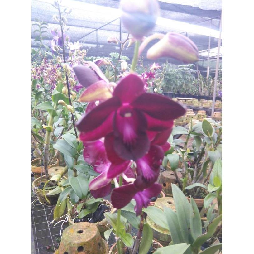 ANGGREK DENDROBIUM SUPER / Bunga / Bibit / Kembang / Tanaman / Hias