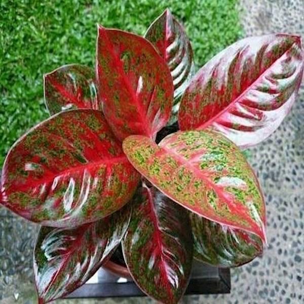 Bibit Aglonema Red Stardust