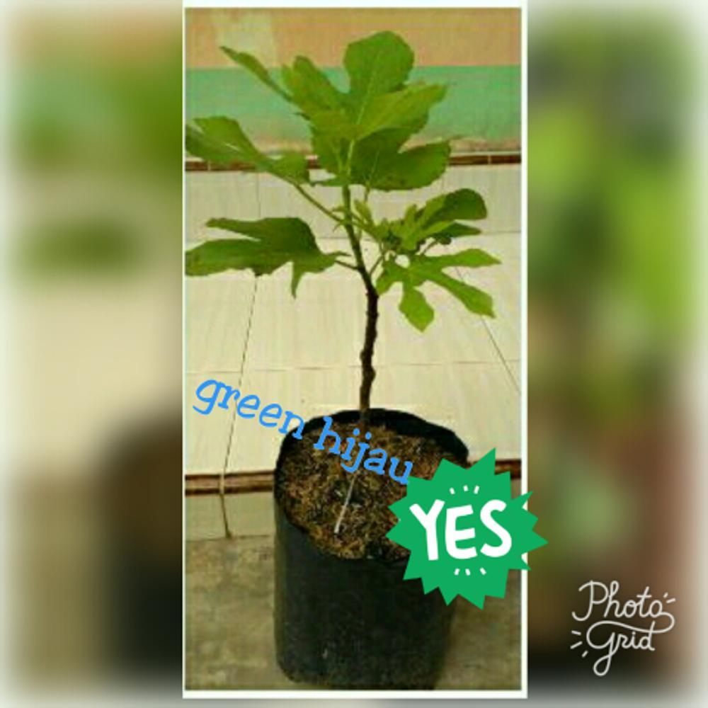 Bibit Buah Tin/Buah Ara