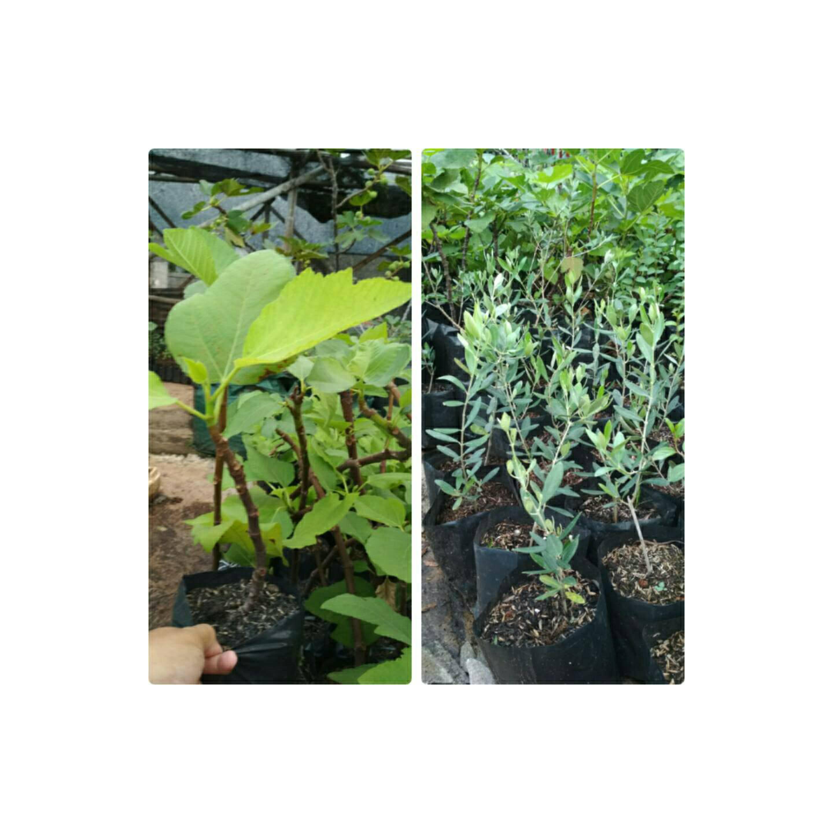 paketan 1 bibit poon tin jenis purple yordan dan 1 bibit zaitun