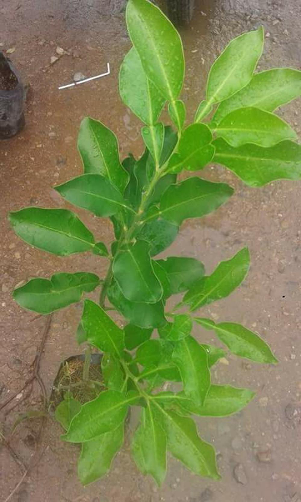 Bibit Jeruk Bali Madu Merah