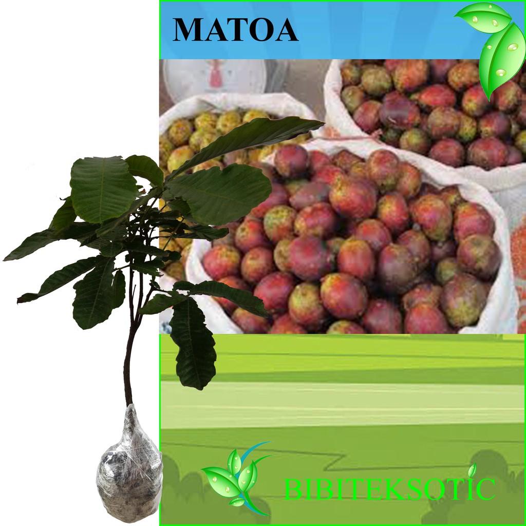 Tanaman Buah Matoa (Tinggi 60-80 Cm)