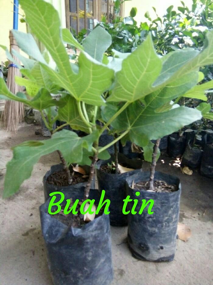 Bibit Tanaman Buah Tin Green Yordan
