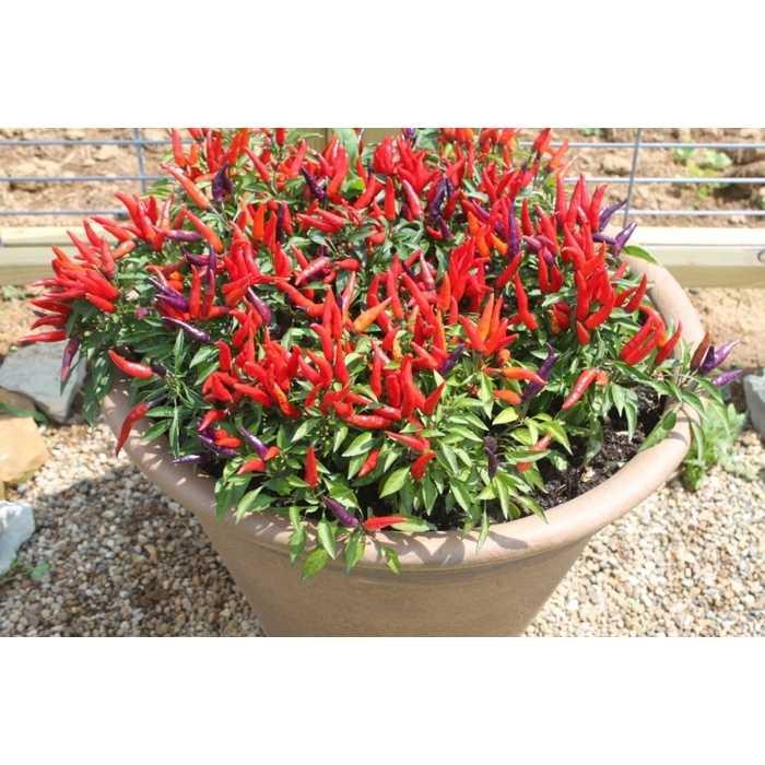 Bibit / Benih / Seeds Cabe Pedas Ornamental Sangria Pepper Unik Murah Minimalis