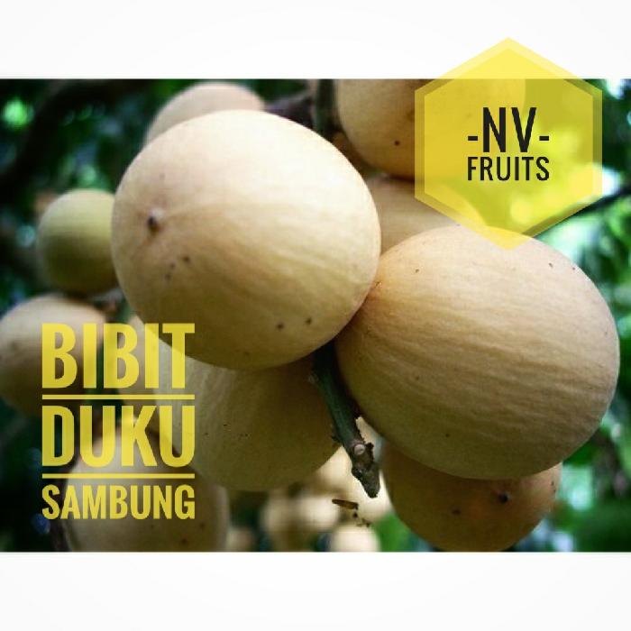 Bibit Buah Duku Sambung