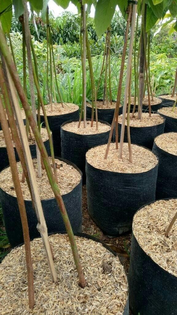 Bibit Tanaman Buah Alpukat Mentega Kaki3 Tinggi 80cm