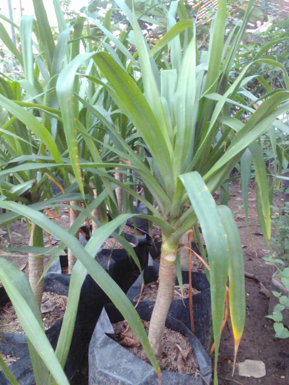 Bibit Pandan Bali
