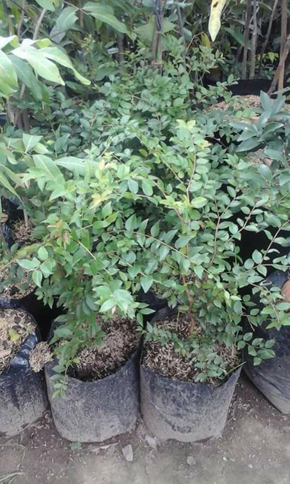 Bibit Anggur Brazil 1Meter