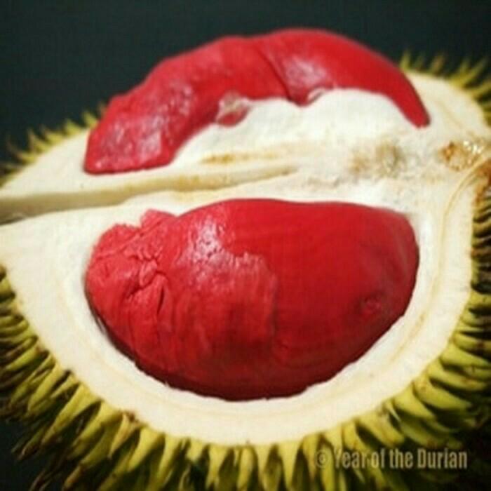 Bibit Tanaman Buah Durian Bangkok Merah