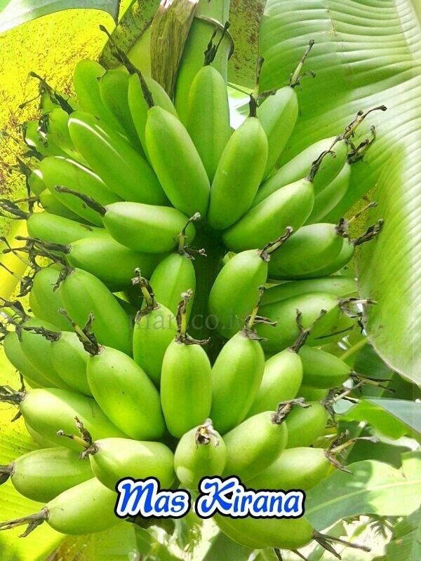 Bibit Pisang Maskirana Kultur Jaringan