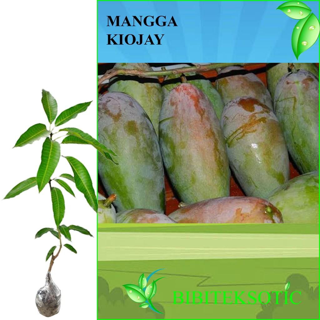 Tanaman Mangga Kiojay (Tinggi 40-60 Cm)