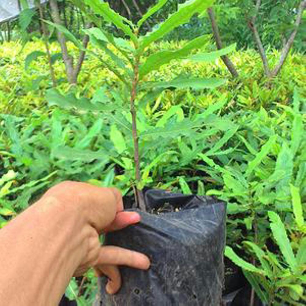 Produsen Bibit Macadamia di Indonesia(3bibit)