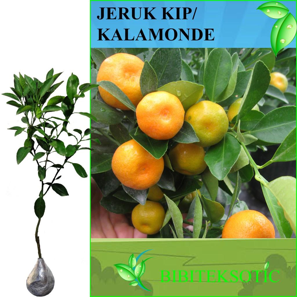 Tanaman Buah Jeruk Kip / Kalamonde (Tinggi 40-60 Cm)