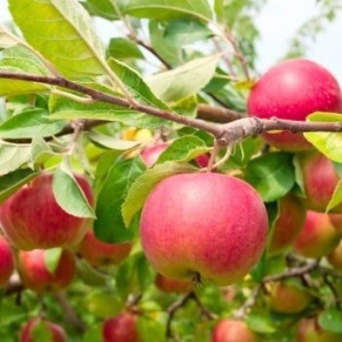 24+ Gambar Tanaman Apel - Richi Wallpaper