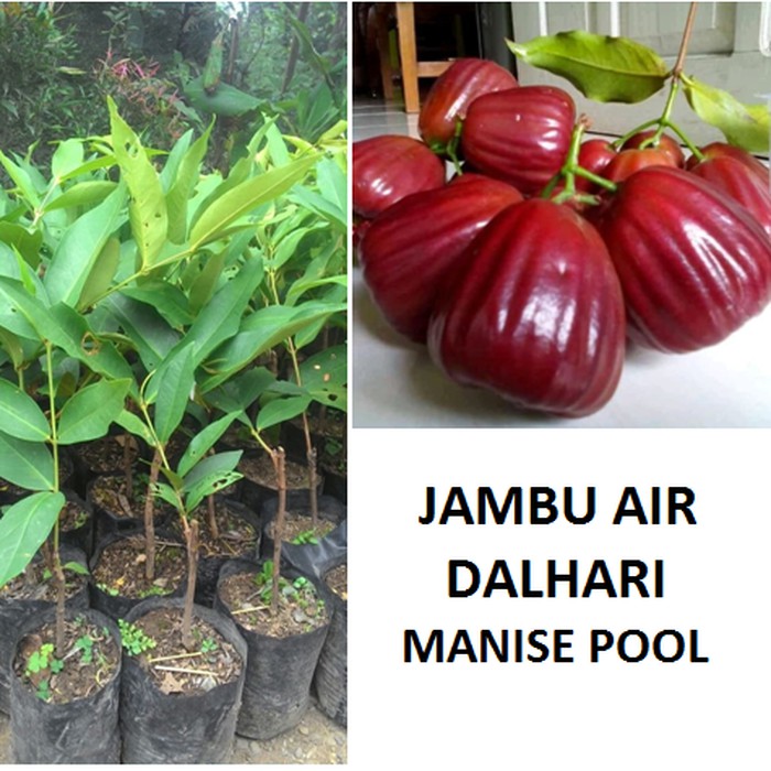 Bibit Jambu Air Dalhari - Bibit Tanaman buah jambu air Dalhari bibit buah jambu dalhari