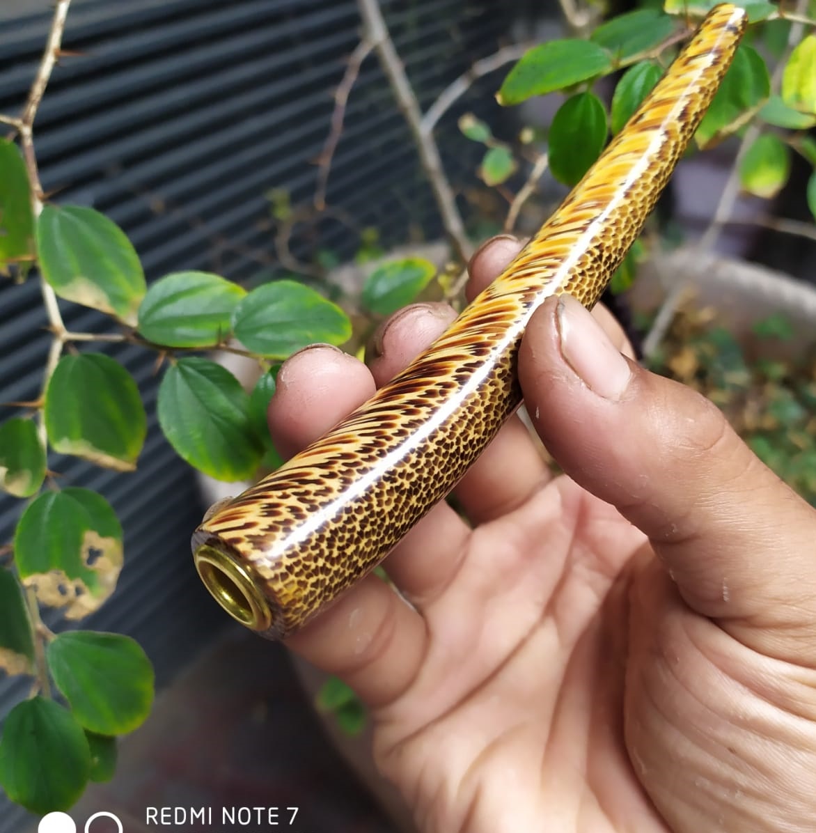 pipa once liwung macan melengkung 12cm pipa roko liwung macan asli pipa kayu liwung murah pipa roko liwung ori icbeads pipa atau once kayu liwung corak natural alami