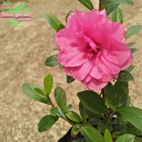 Tanaman Bunga Azalea pink tumpuk - Saliyah pink dobel - Hebat Garden