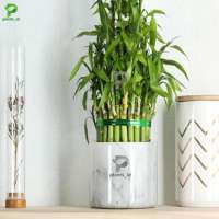 Bambu Hoki Sri Rezeki  Lucky Bamboo  Bambu Air Tanaman Hodroponik 10  Pohon
