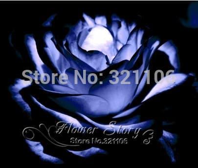 Isi 25 Butir Benih Bunga Mawar Biru Safir / Blue Sapphire Rose Import isi 25 butir benih bunga mawar biru safir / blue sapphire rose import