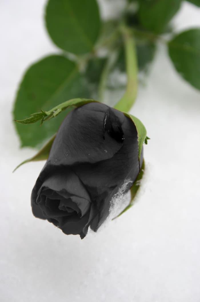 87+ Gambar Bunga Mawar Hitam Keren Paling Mekar 87+ Gambar Bunga Mawar Hitam Keren Paling Mekar