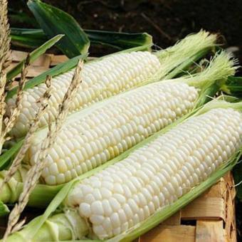 berisi 29 biji benih / bibit jagung pulut putih