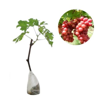 berisi 5 biji benih / bibit bonsai buah anggur merah