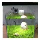 Gambar Produk Rinci Tanaman Akuarium / Aquarium Carpet Seed Aquascape Mini Dwarf Terkini