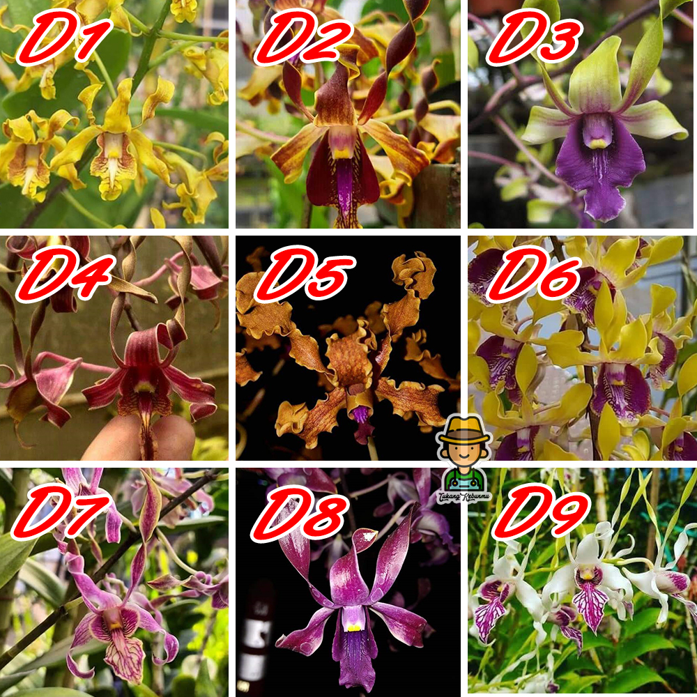 Bibit Bunga Tanaman Hidup Anggrek Dendrobium Seedling Dendro Melintir (Beli 10Pcs BONUS 1) bibit bunga tanaman hidup anggrek dendrobium seedling dendro melintir ( 10pcs bonus 1)