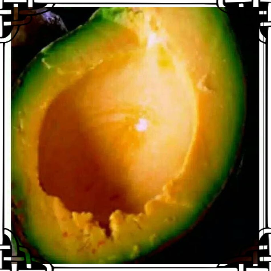 Exclusive Unggul Asli! bibit alpukat mentega pulen Terlaris WISATA AGROTANI BIBIT UNGGUL exclusive unggul asli! bibit alpukat mentega pulen terlaris wisata agrotani bibit unggul
