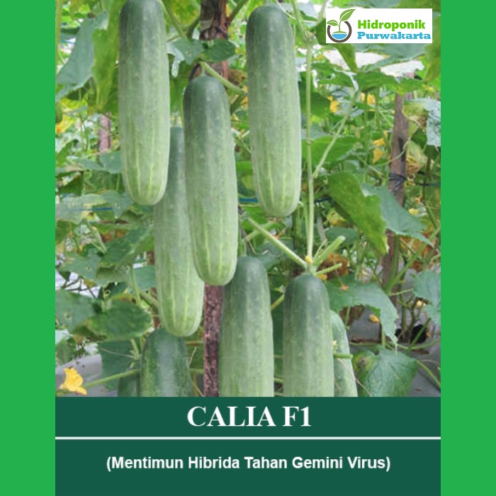BENIH TIMUN HIBRIDA WARNA HIJAU ISI 200 BUTIR TAHAN VIRUS CALIA F1 ORIGINAL PACKING MUTIARA BUMI benih timun hibrida warna hijau isi 200 butir tahan virus calia f1 original packing mutiara bumi