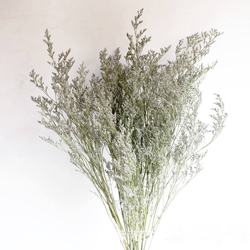 Caspea Dried Flower Bunga Kering