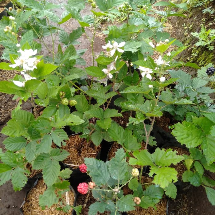 Bssg Bibit Buah Blackberry (Berbuah) bssg bibit buah blackberry (berbuah)